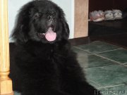 Превью фото № 187367