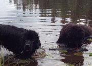 Превью фото № 187413