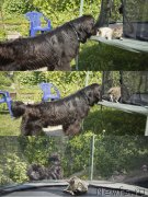 Превью фото № 187430