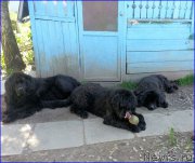 Превью фото № 187438