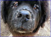 Превью фото № 187441