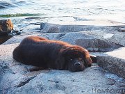 Превью фото № 187454