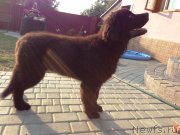 Превью фото № 187460