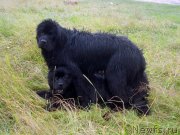 Превью фото № 187485