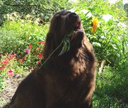 Превью фото № 187599