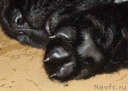 Превью фото № 187612