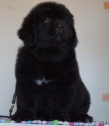 Превью фото № 187636