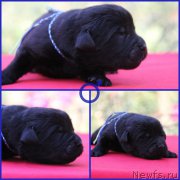 Превью фото № 187679