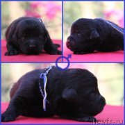 Превью фото № 187681