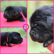 Превью фото № 187712