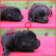 Превью фото № 187715