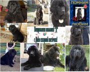 Превью фото № 187740