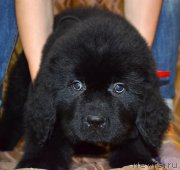 Превью фото № 187765