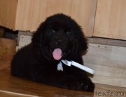 Превью фото № 187784