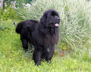 Превью фото № 187819