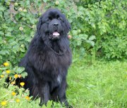 Превью фото № 187821