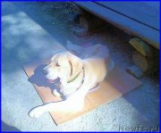 Превью фото № 187823