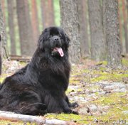 Превью фото № 187882