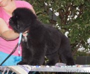 Превью фото № 187978