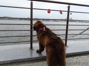 Превью фото № 188011