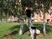 Превью фото № 188197