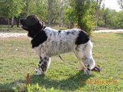 Превью фото № 188198