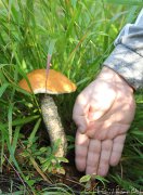 Превью фото № 188229