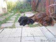 Превью фото № 188334