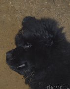 Превью фото № 188364