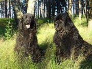 Превью фото № 188449