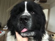 Превью фото № 188477