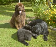 Превью фото № 188513