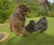 Превью фото № 188515