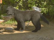 Превью фото № 188517