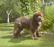 Превью фото № 188520