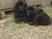 Превью фото № 188530