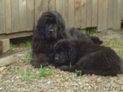 Превью фото № 188531