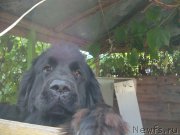 Превью фото № 188536