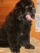 Превью фото № 188582