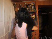 Превью фото № 188589