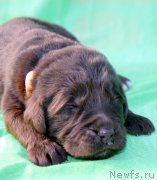 Превью фото № 188615