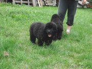 Превью фото № 188677