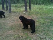 Превью фото № 188678