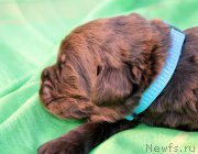 Превью фото № 188751