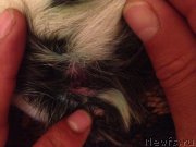 Превью фото № 188759