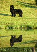 Превью фото № 188789