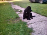 Превью фото № 188820