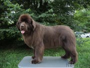 Превью фото № 188834