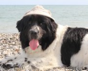 Превью фото № 188887