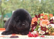 Превью фото № 188897